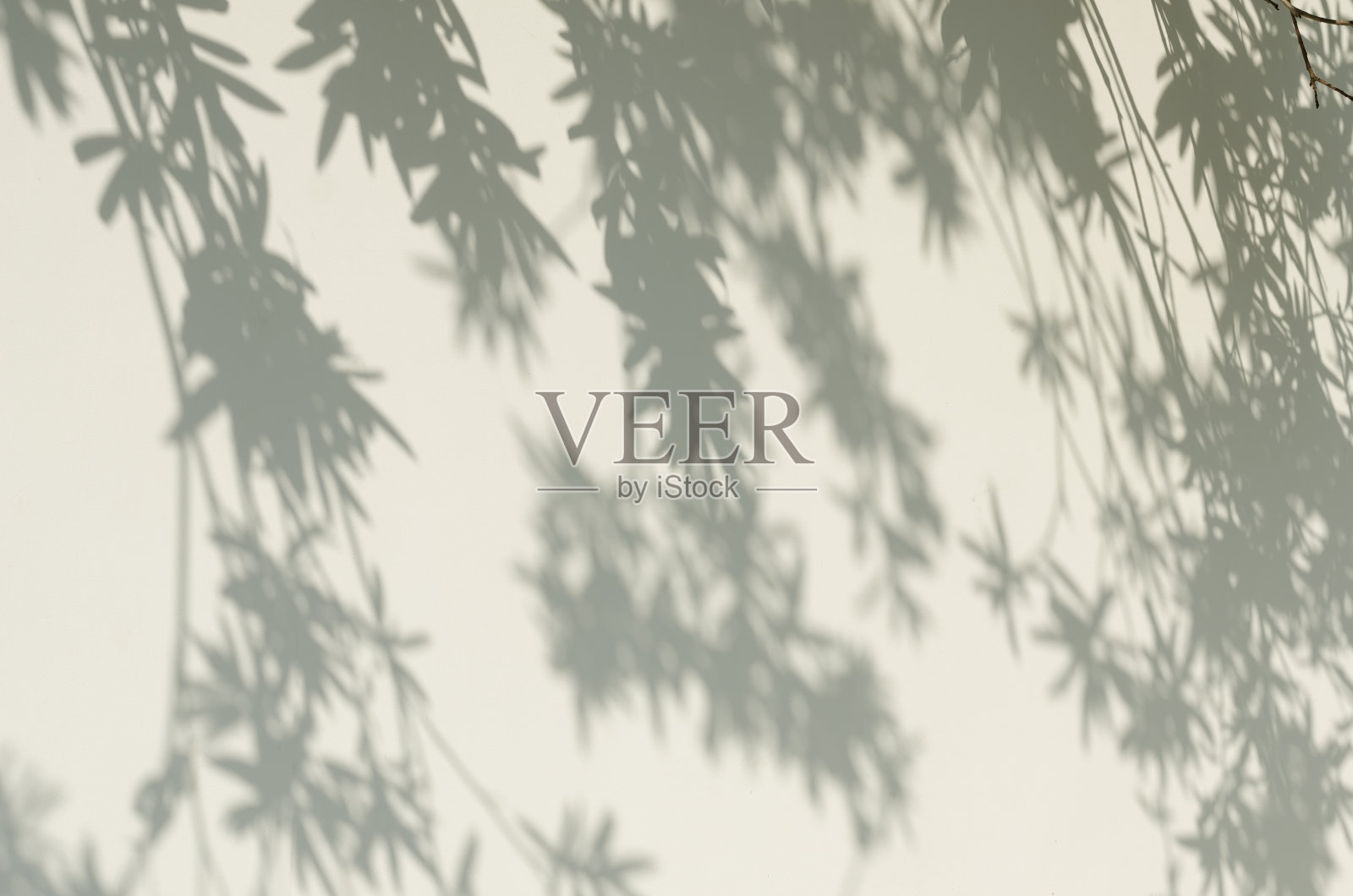 树叶的影子映在墙上。照片摄影图片