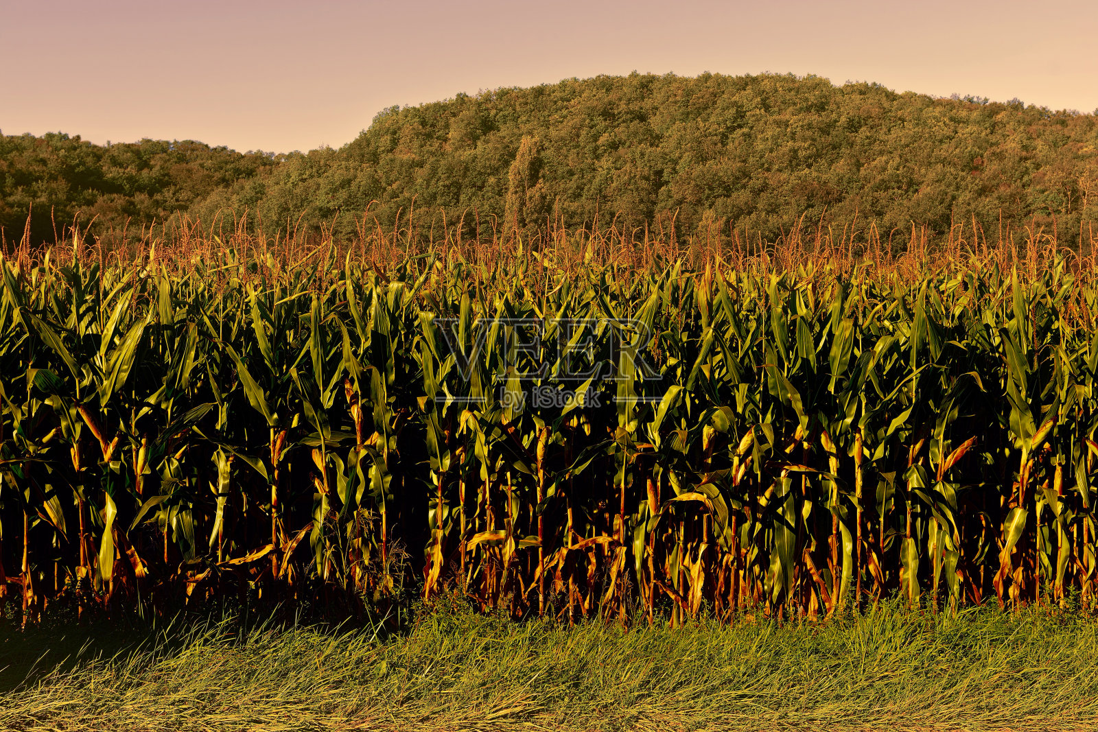 种植园照片摄影图片