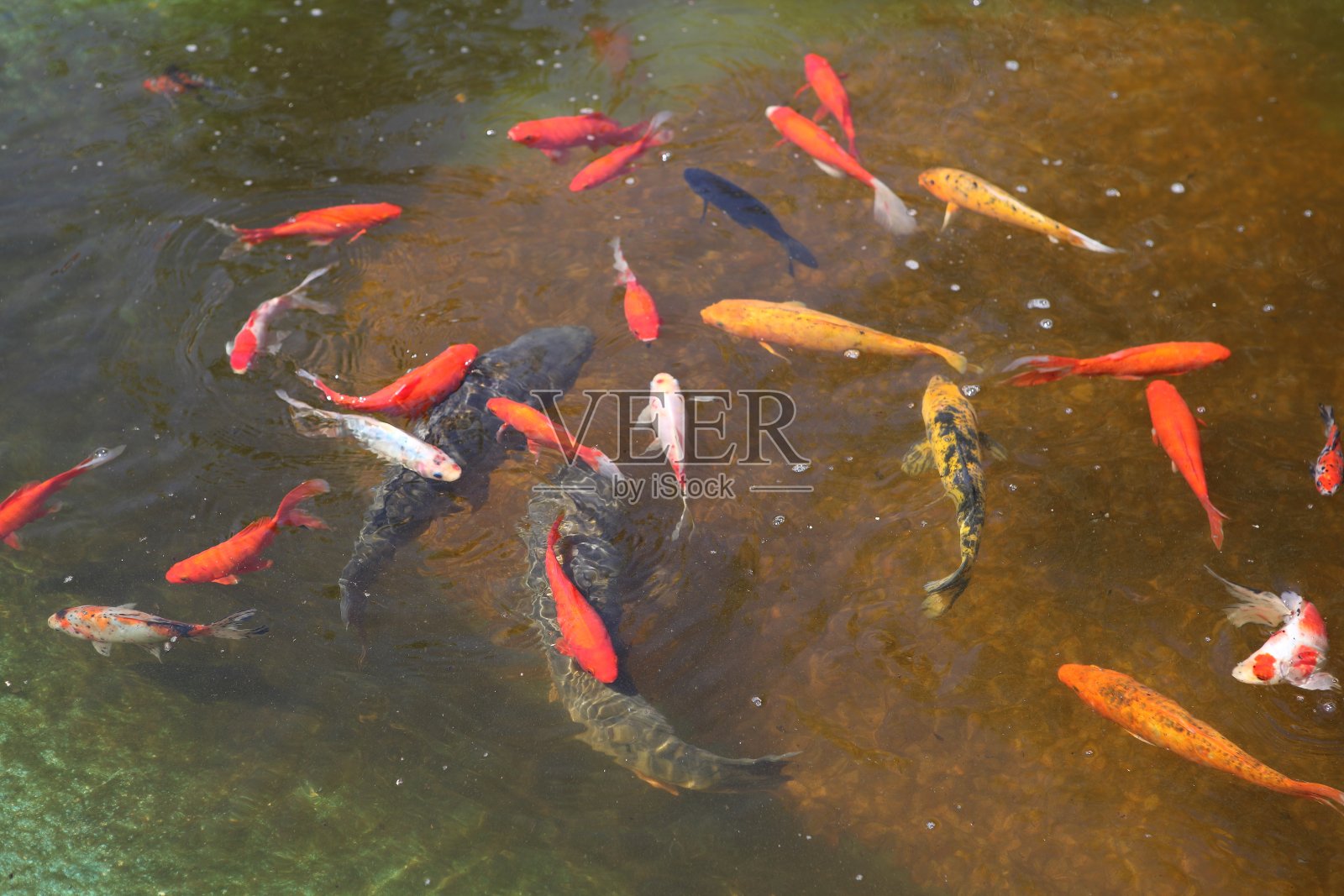 ？ ?？???? ？ ???？?照片摄影图片