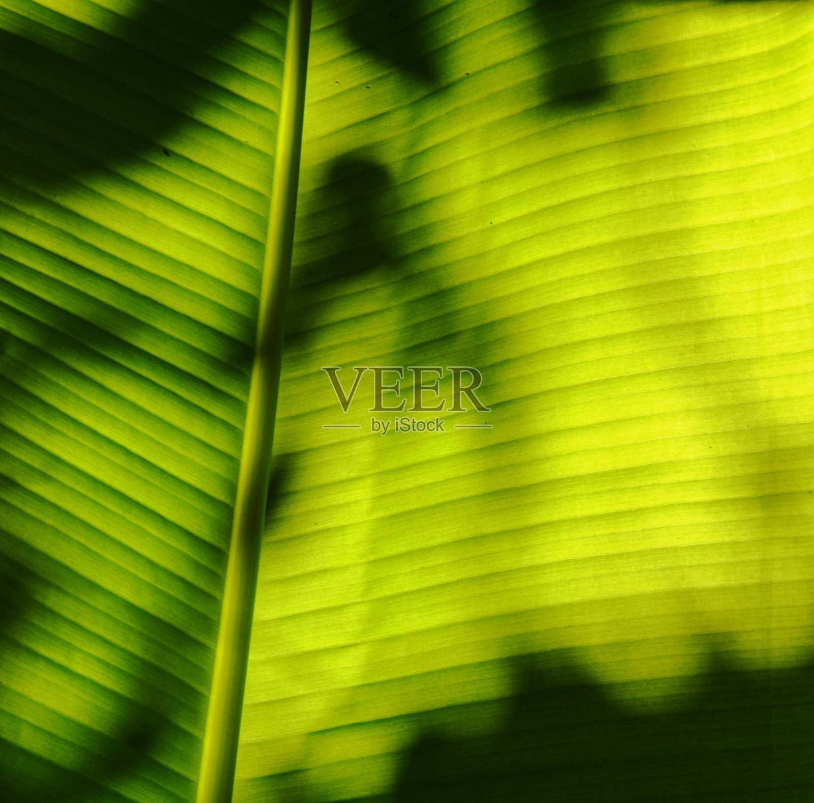 香蕉叶上的影子照片摄影图片