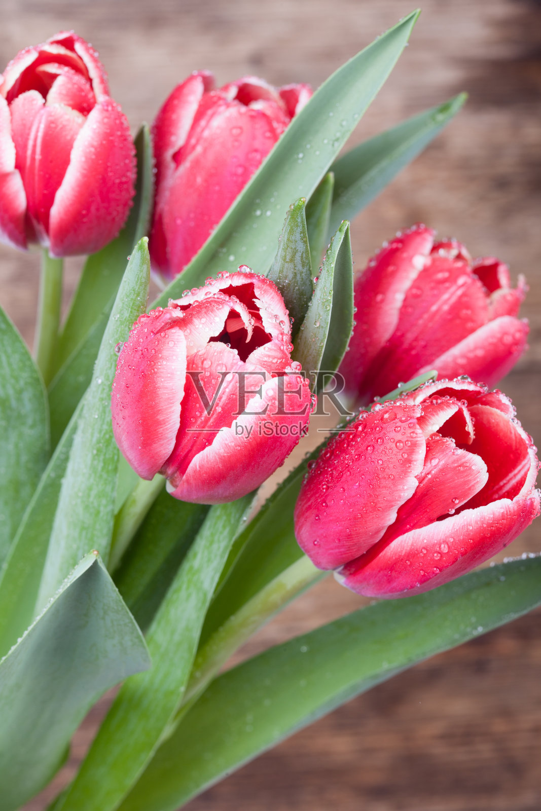 露珠里的郁金香照片摄影图片