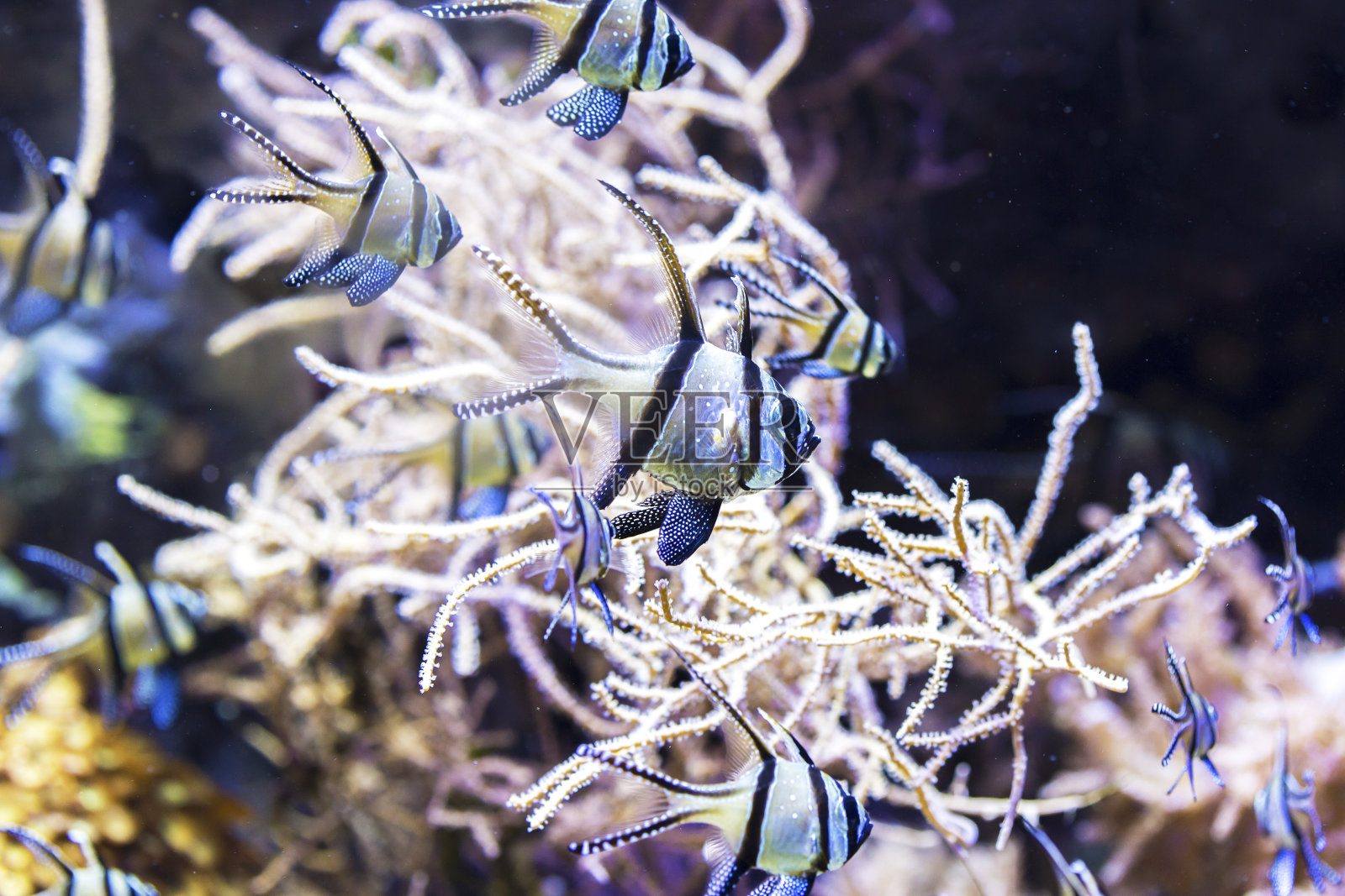 在暗礁里游泳的热带鱼照片摄影图片