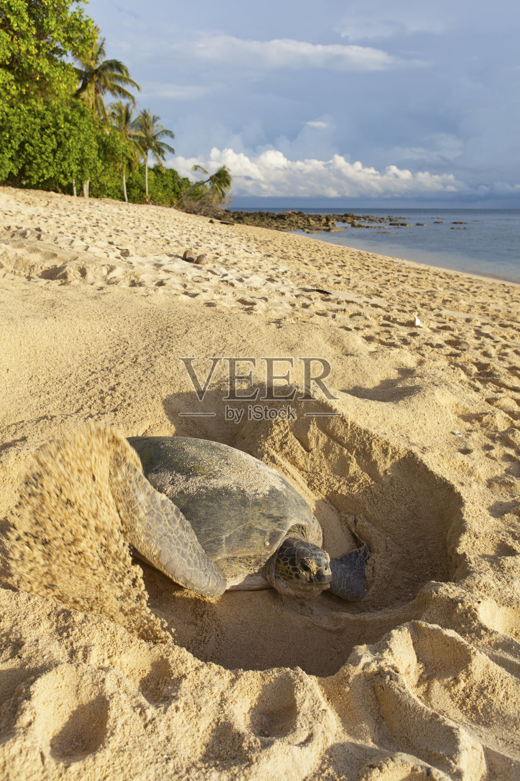 海龟在海滩上产卵。照片摄影图片
