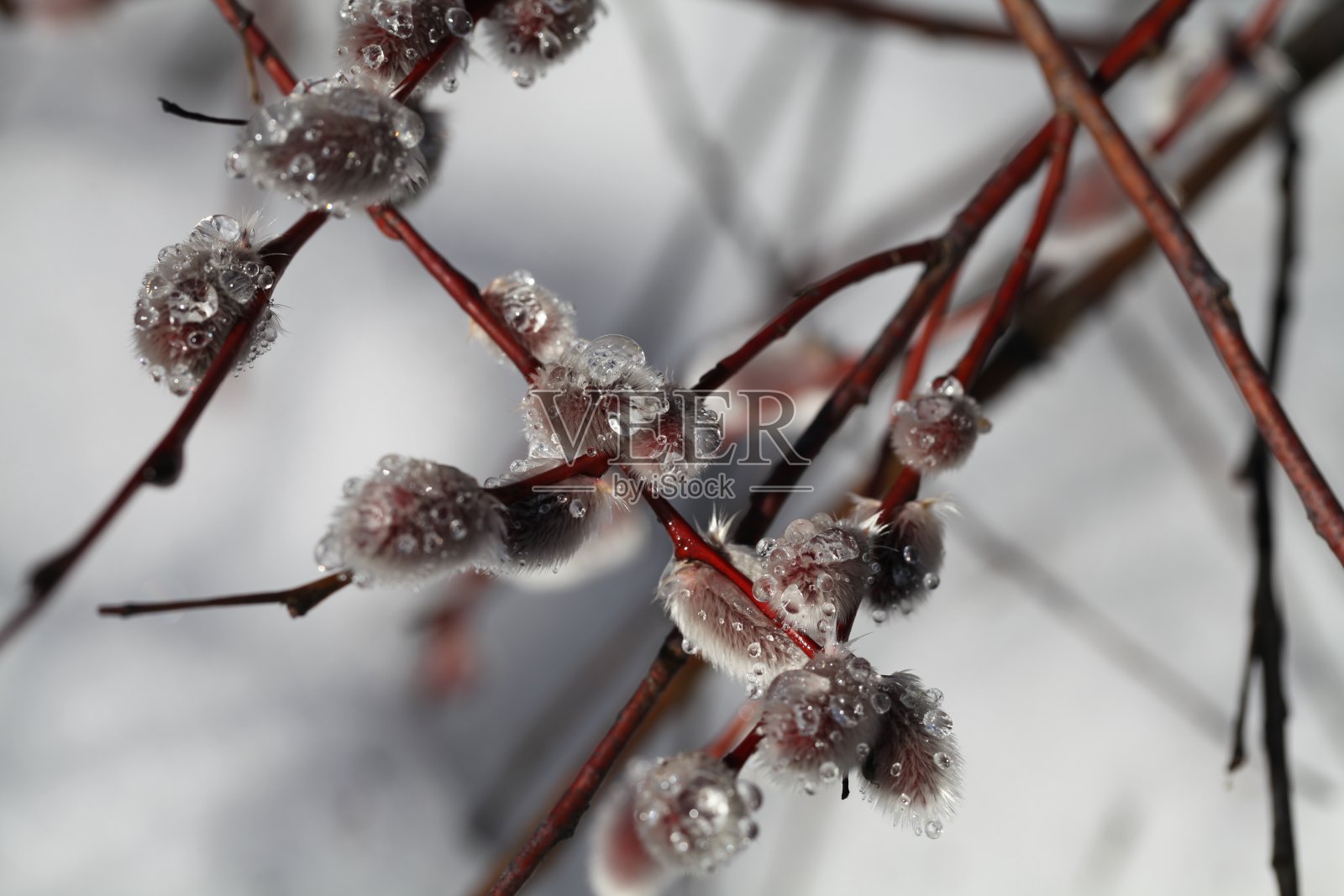 水滴中的柳树照片摄影图片