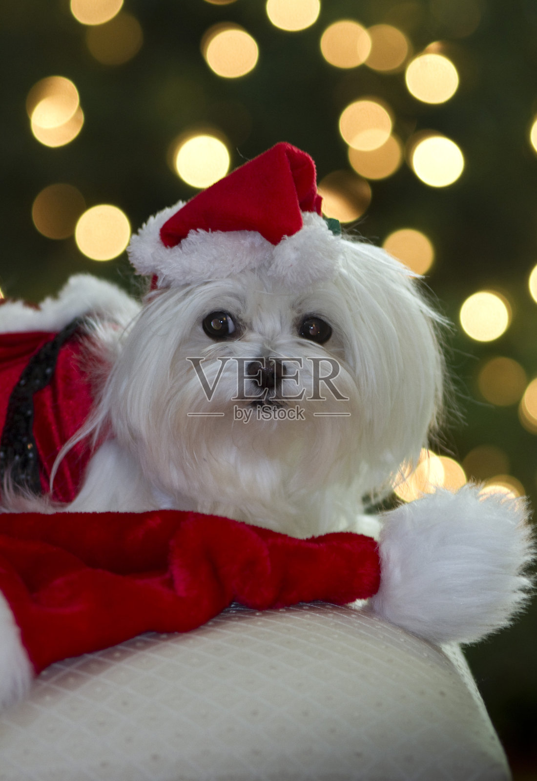 装扮成圣诞老人的马耳他小狗照片摄影图片