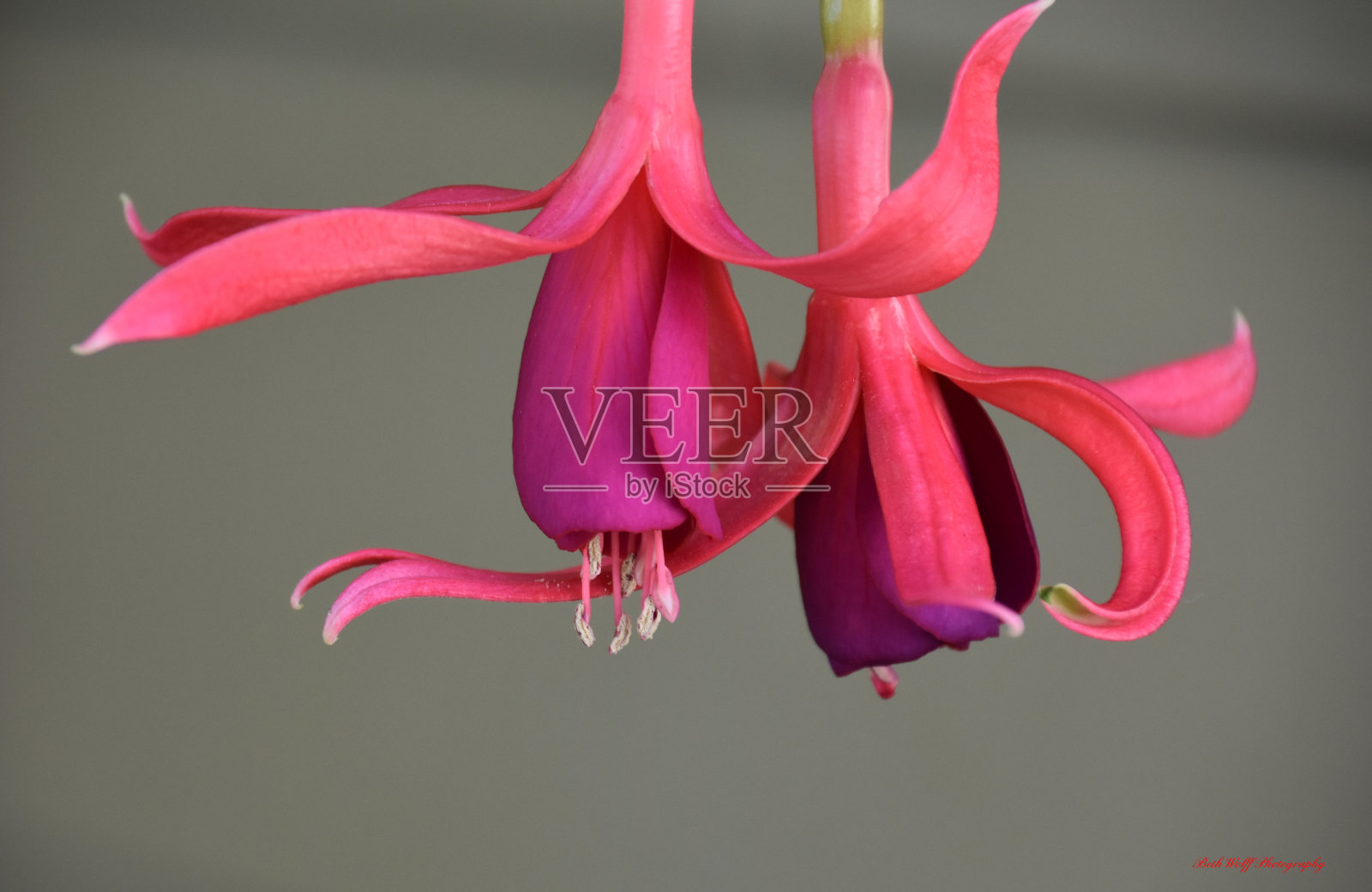 我们跳舞好吗照片摄影图片