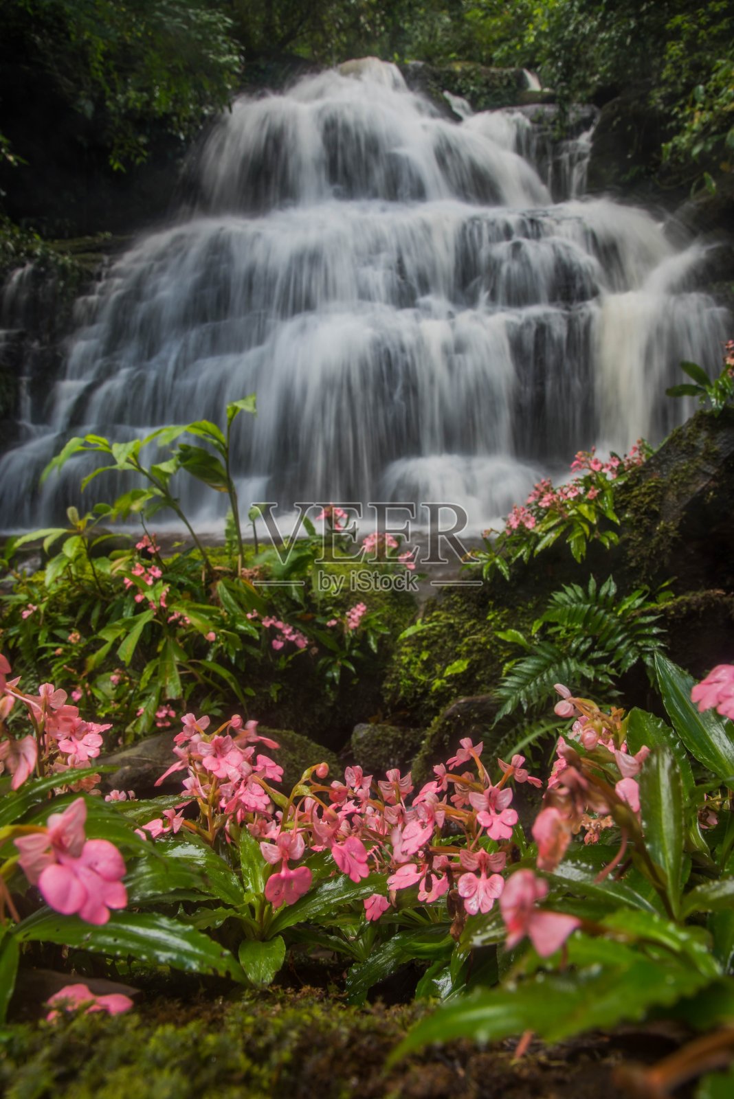 粉红唇花(粉红Snap Dragon Flower)照片摄影图片