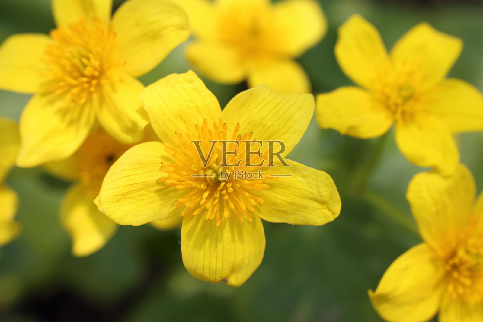 高毛茛叶照片摄影图片