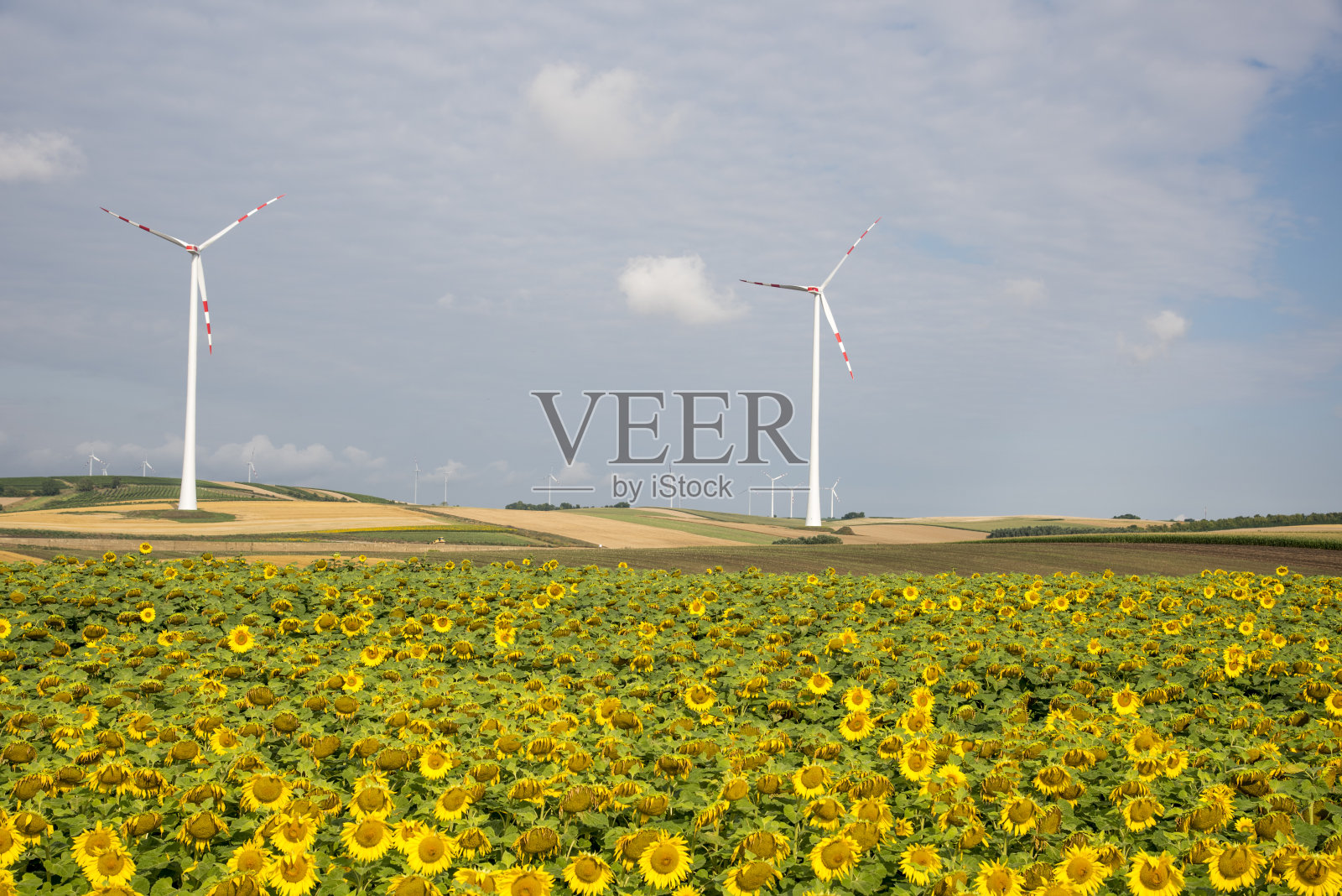 生态力量照片摄影图片