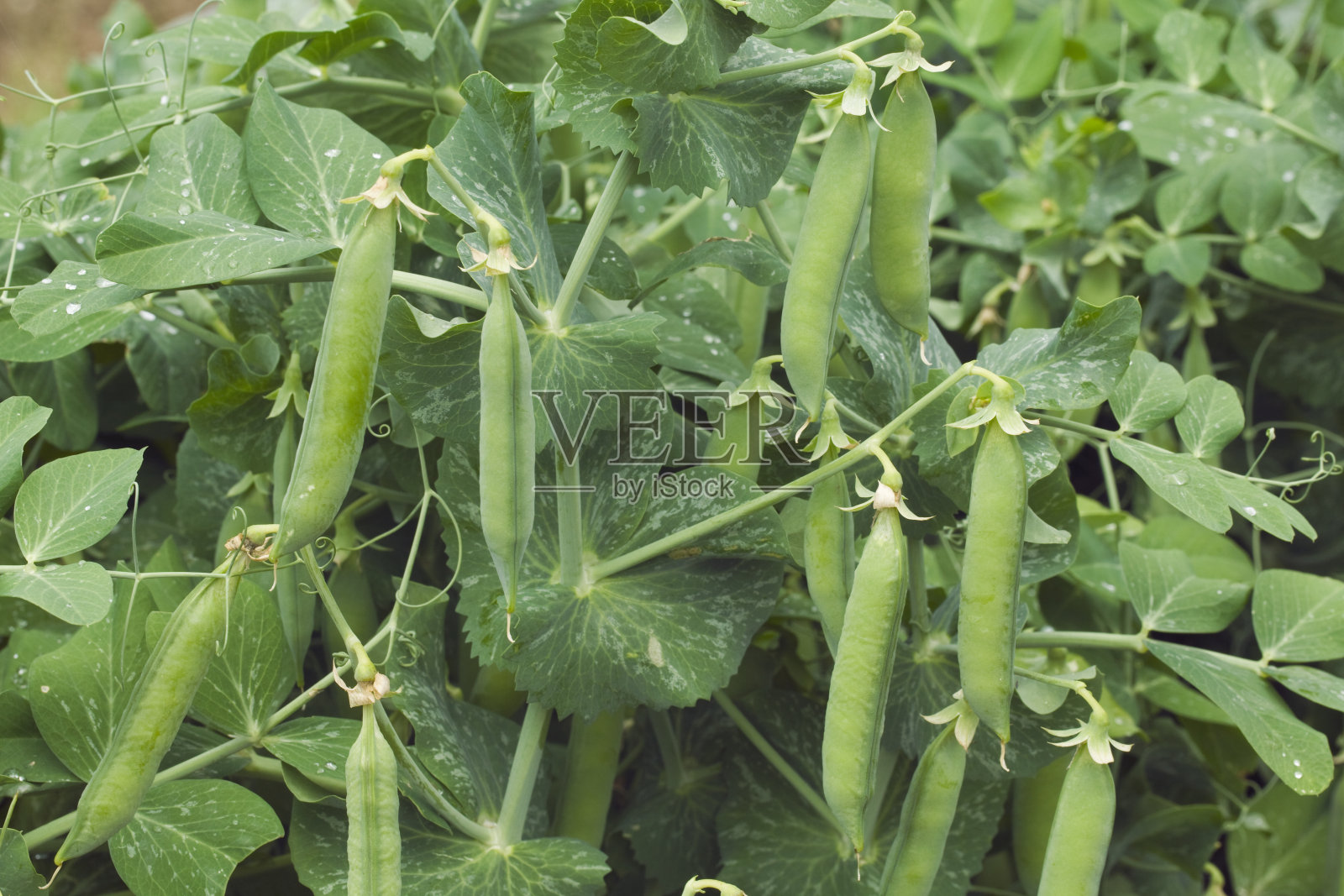 豌豆照片摄影图片