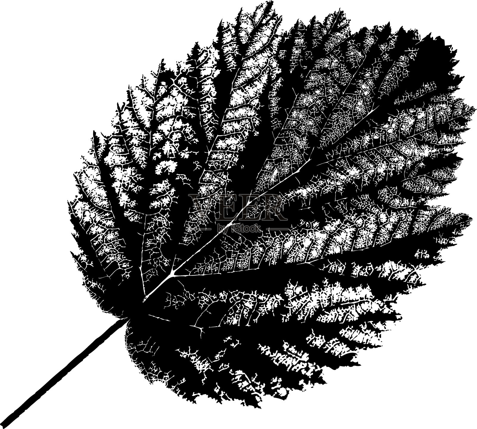 白色背景上的秋叶。矢量插图。设计元素图片