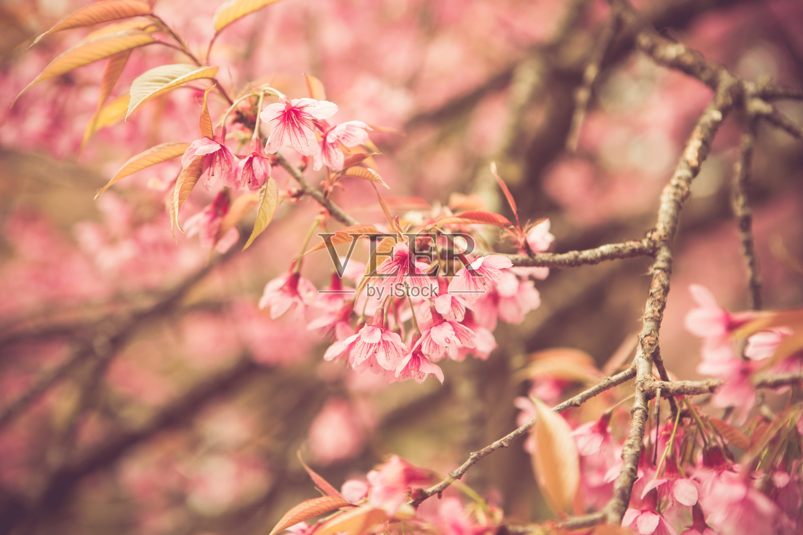 野生喜马拉雅樱春花照片摄影图片