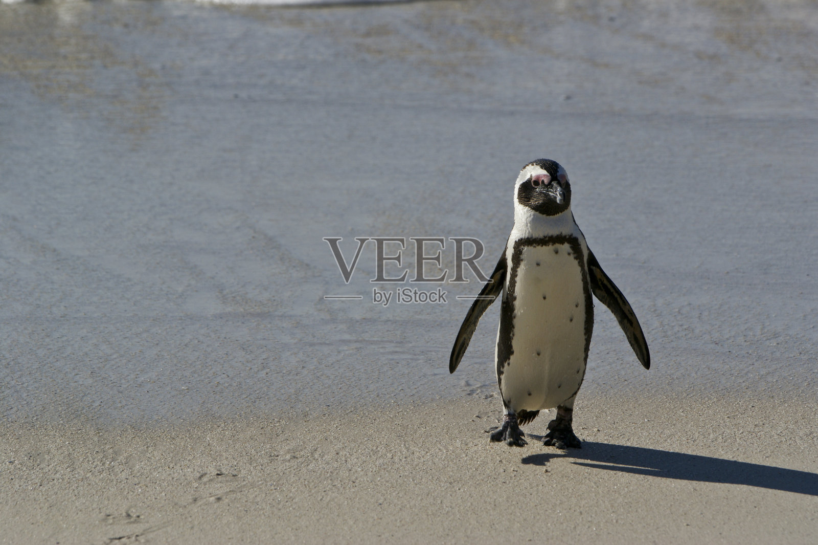 南非博尔德斯海滩的非洲企鹅照片摄影图片