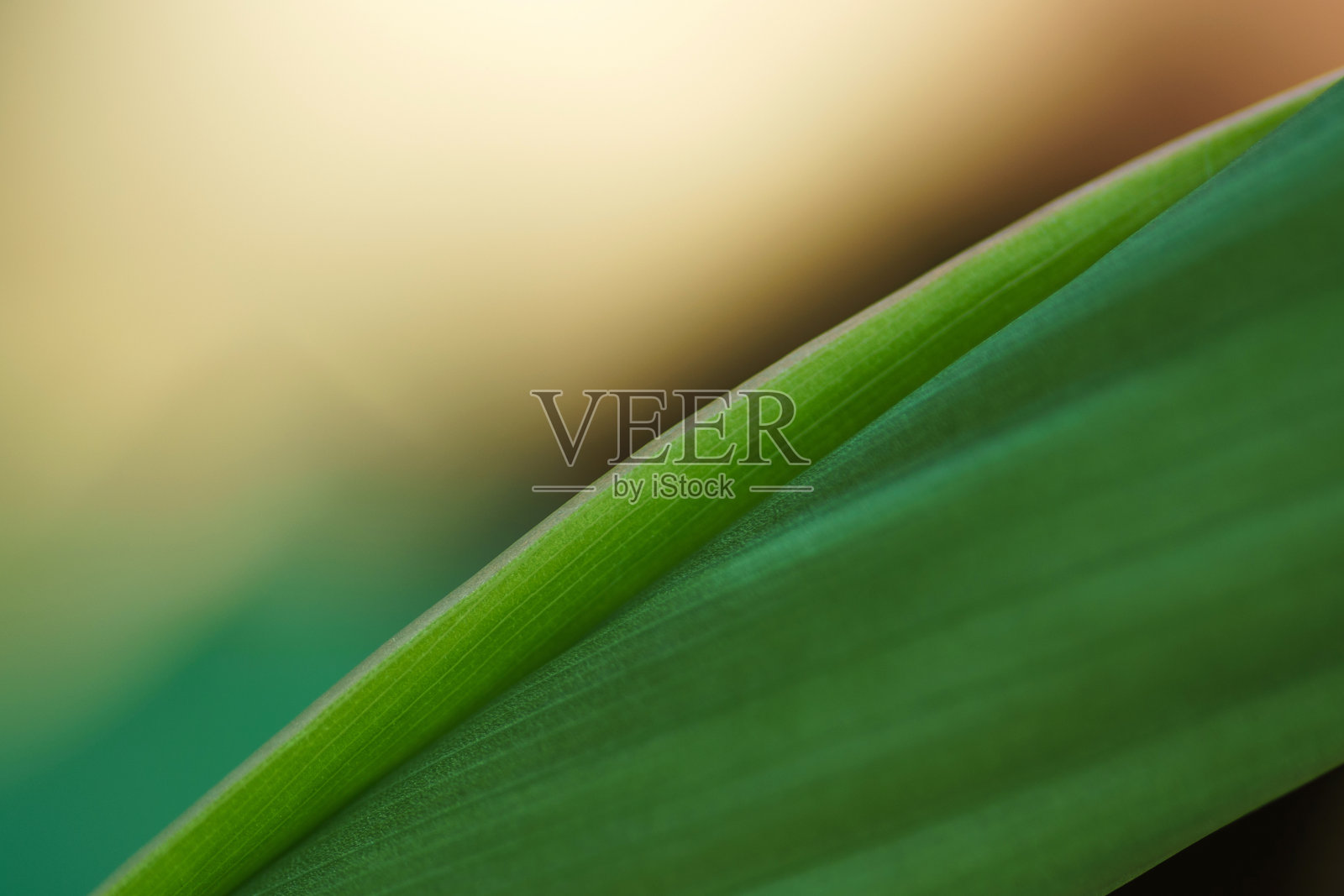 自然纹理背景照片摄影图片