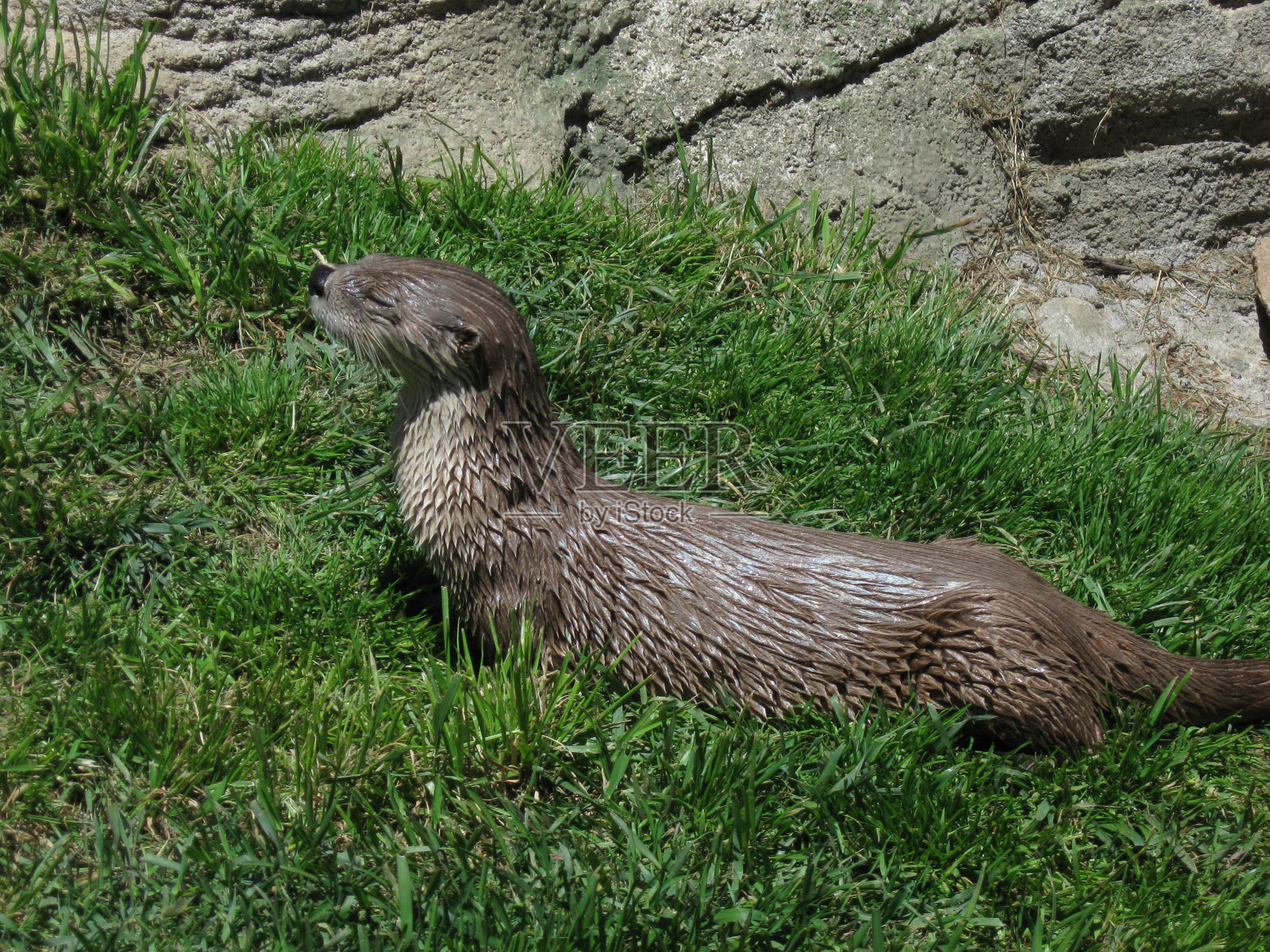 水獭照片摄影图片