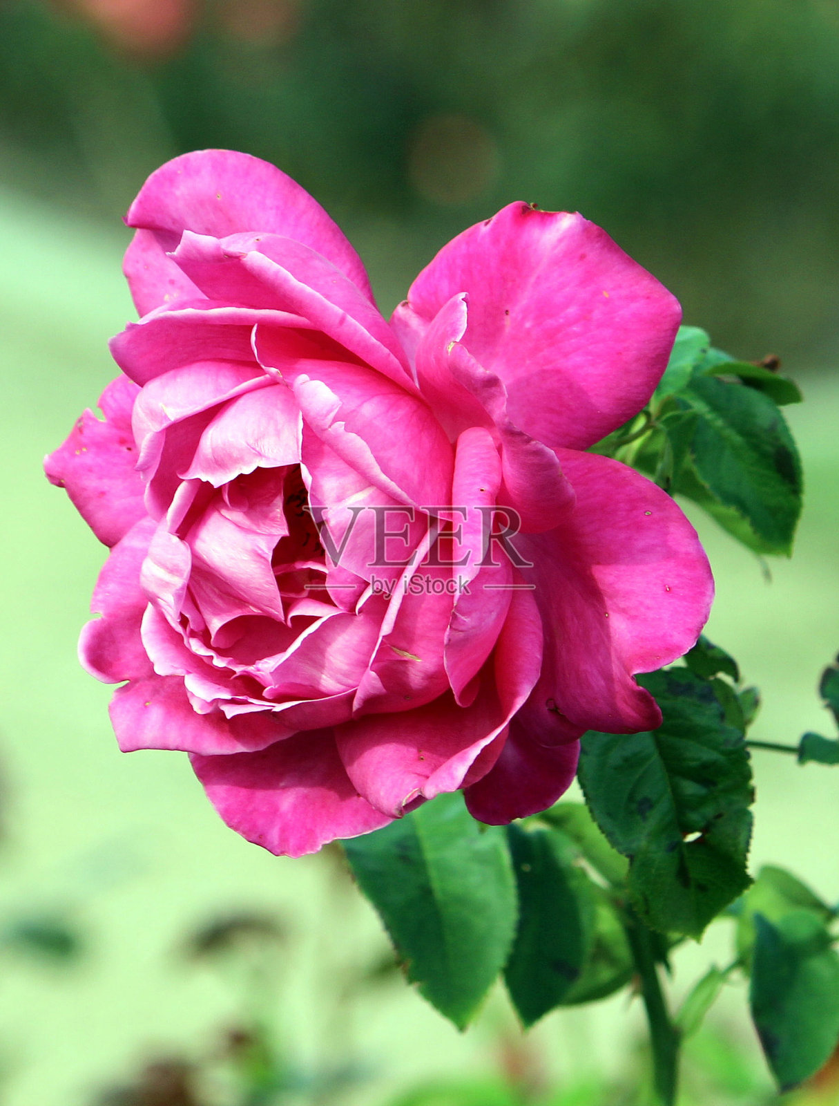 美丽的玫瑰照片摄影图片