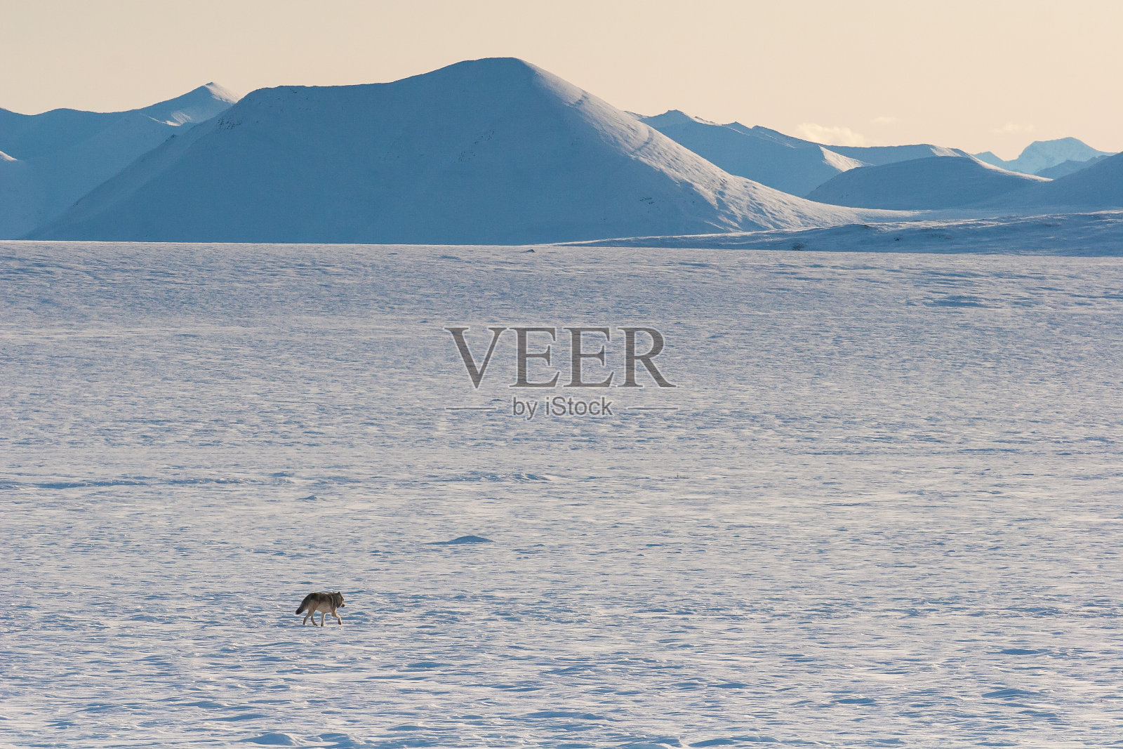 狼跑进了荒野照片摄影图片