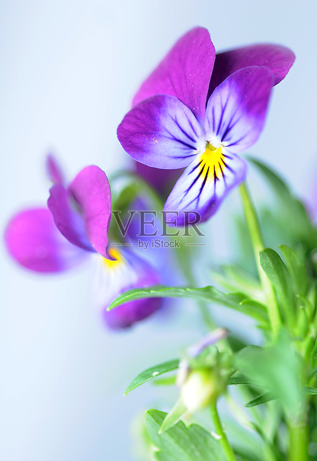 三色紫罗兰照片摄影图片