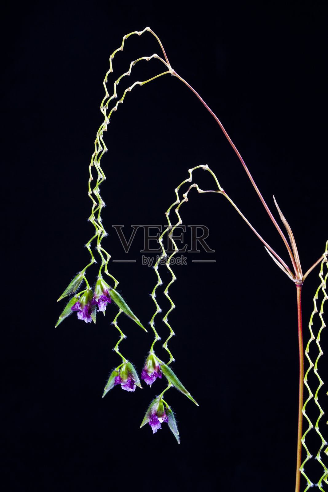 竹芋科照片摄影图片