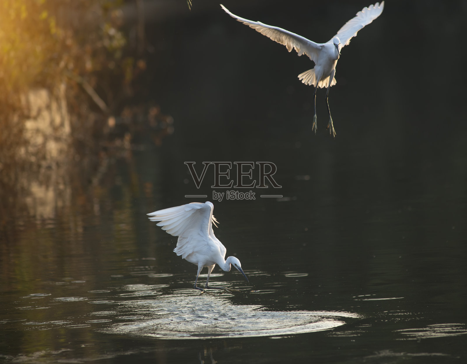 白鹭在水里玩耍照片摄影图片