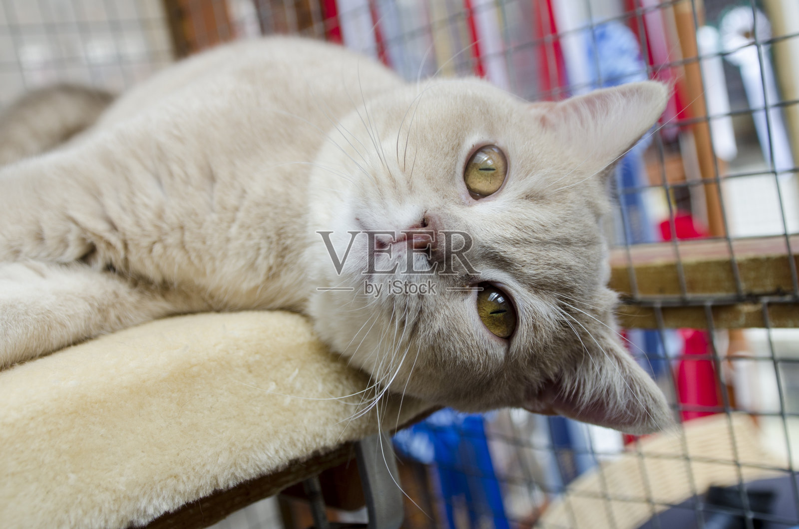 英国短毛猫照片摄影图片