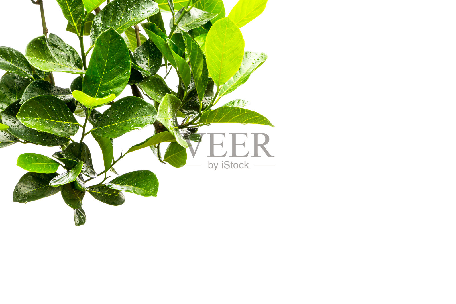 前景从树叶上的白色照片摄影图片