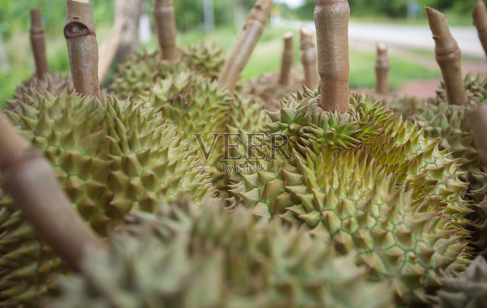 泰国榴莲，东南亚水果之王照片摄影图片