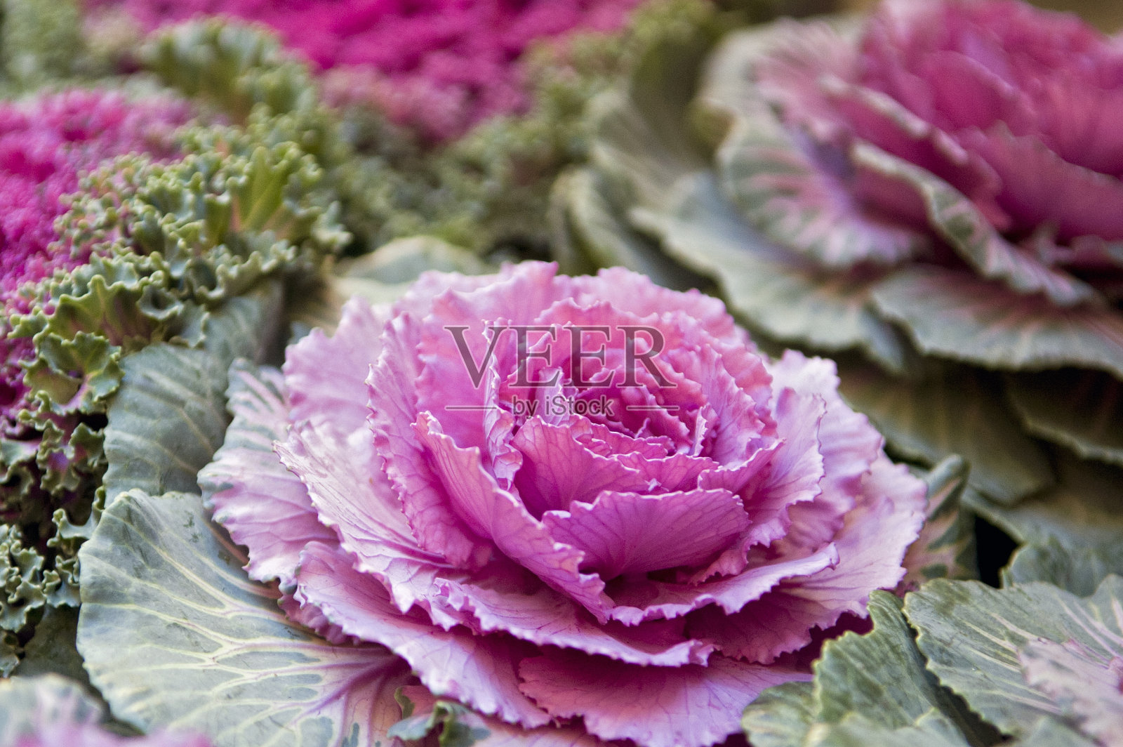 卷心菜照片摄影图片