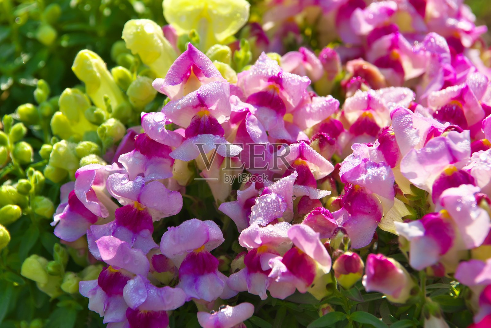 花照片摄影图片