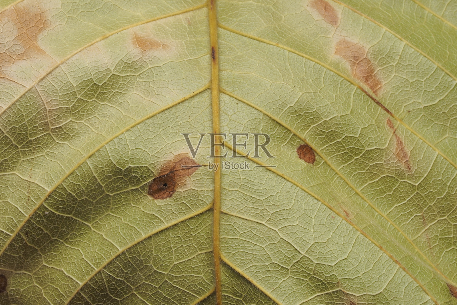 叶子背景纹理抽象照片摄影图片