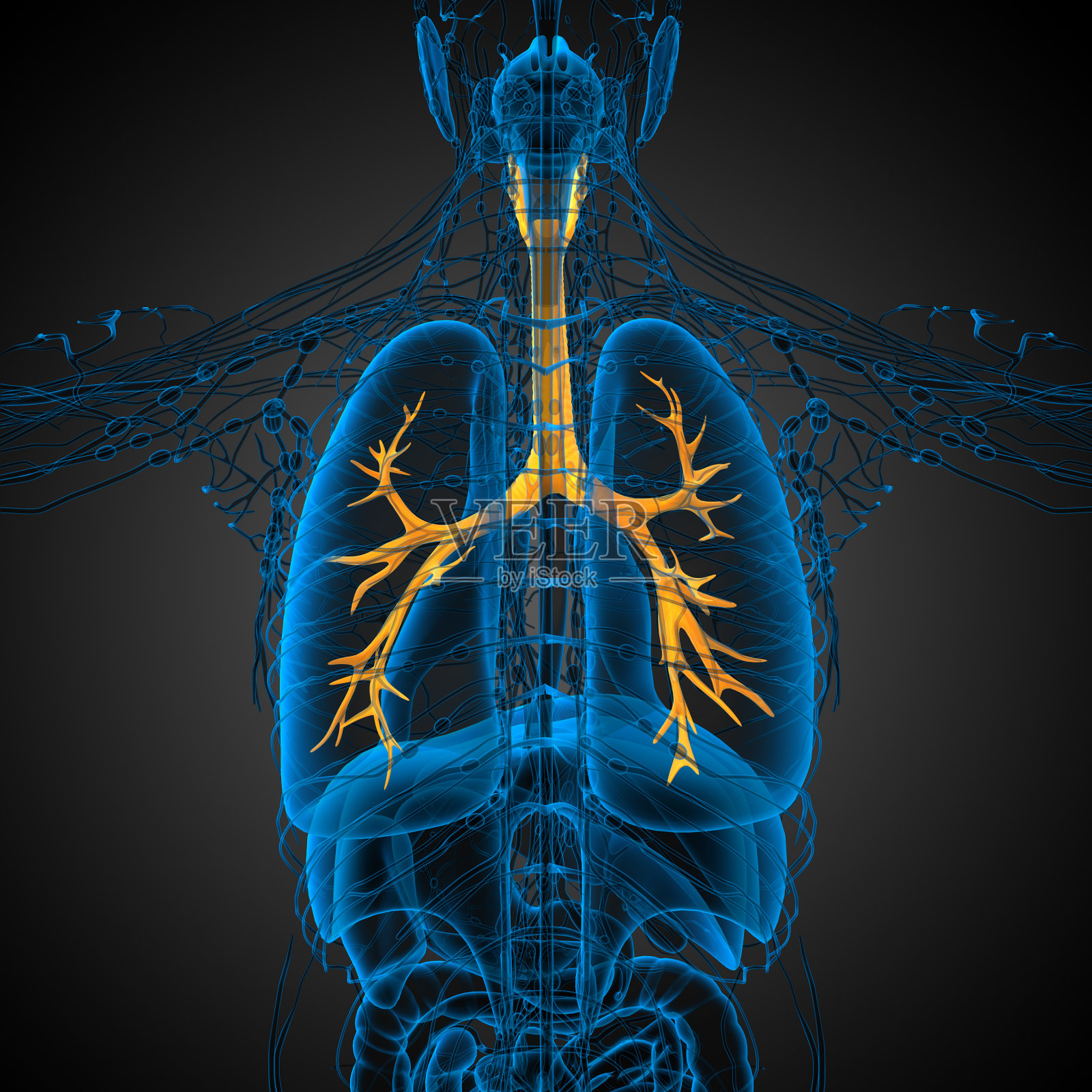 3D医学插图的男性支气管照片摄影图片