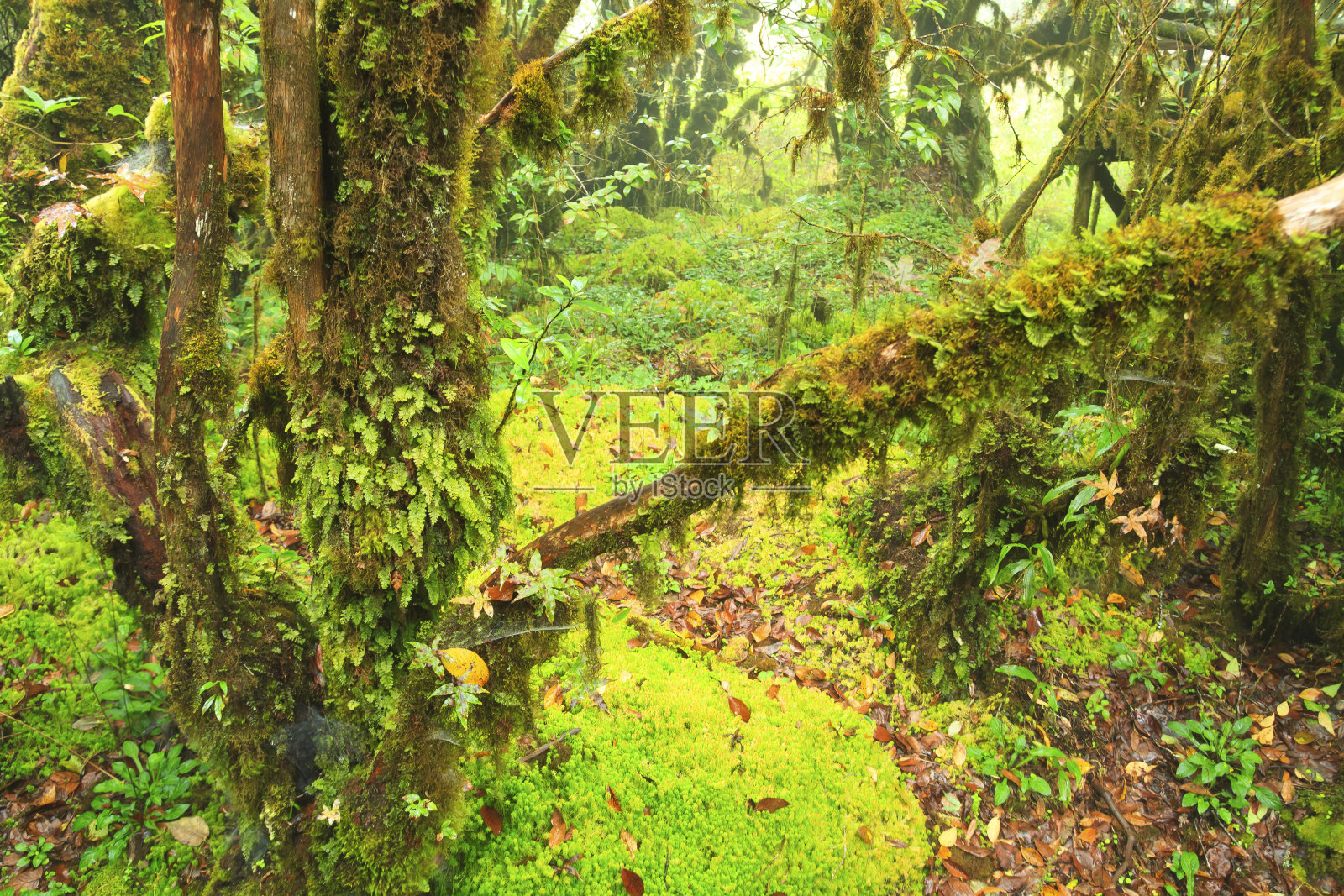 苔藓特写镜头,绿色丛林照片摄影图片