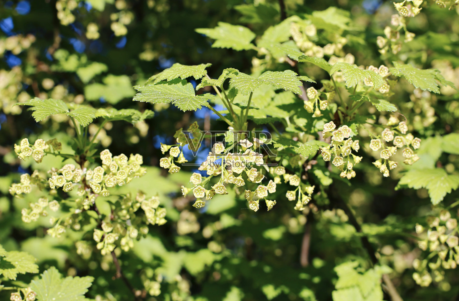开花的红醋栗的树枝照片摄影图片