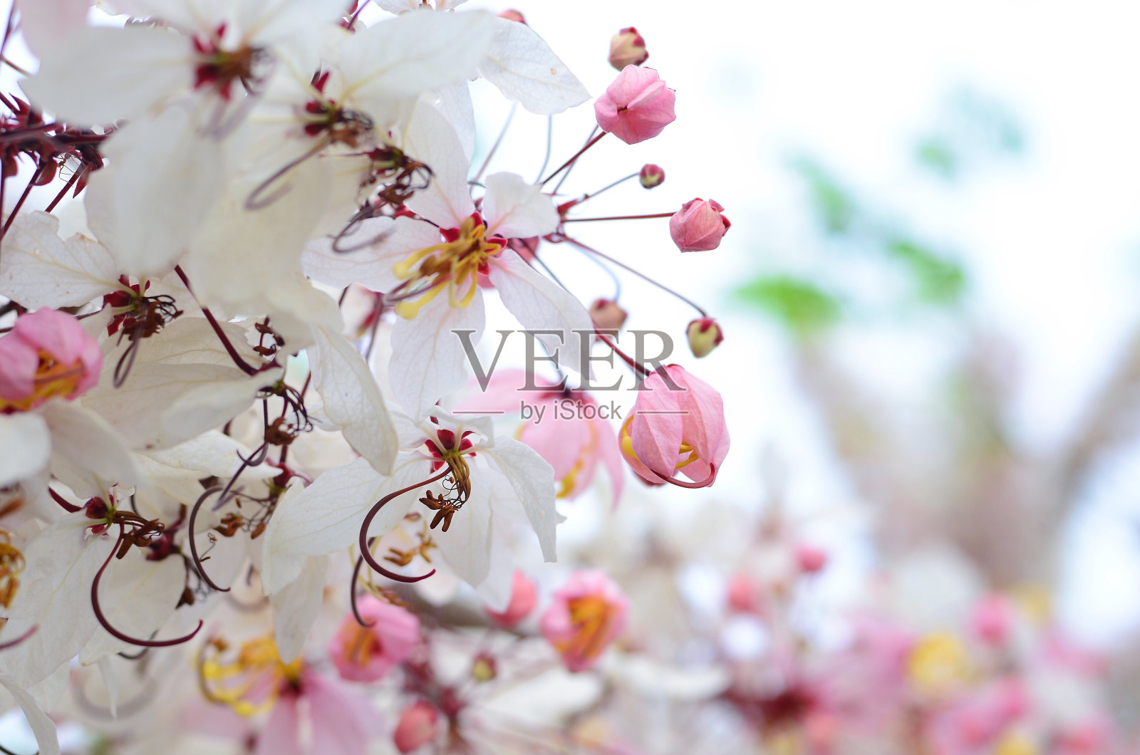 决明子瘘管花粉红照片摄影图片