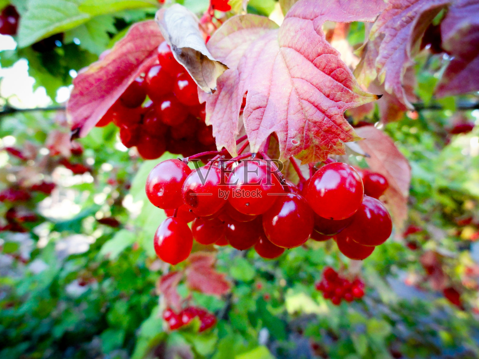 Kalina红色。照片摄影图片