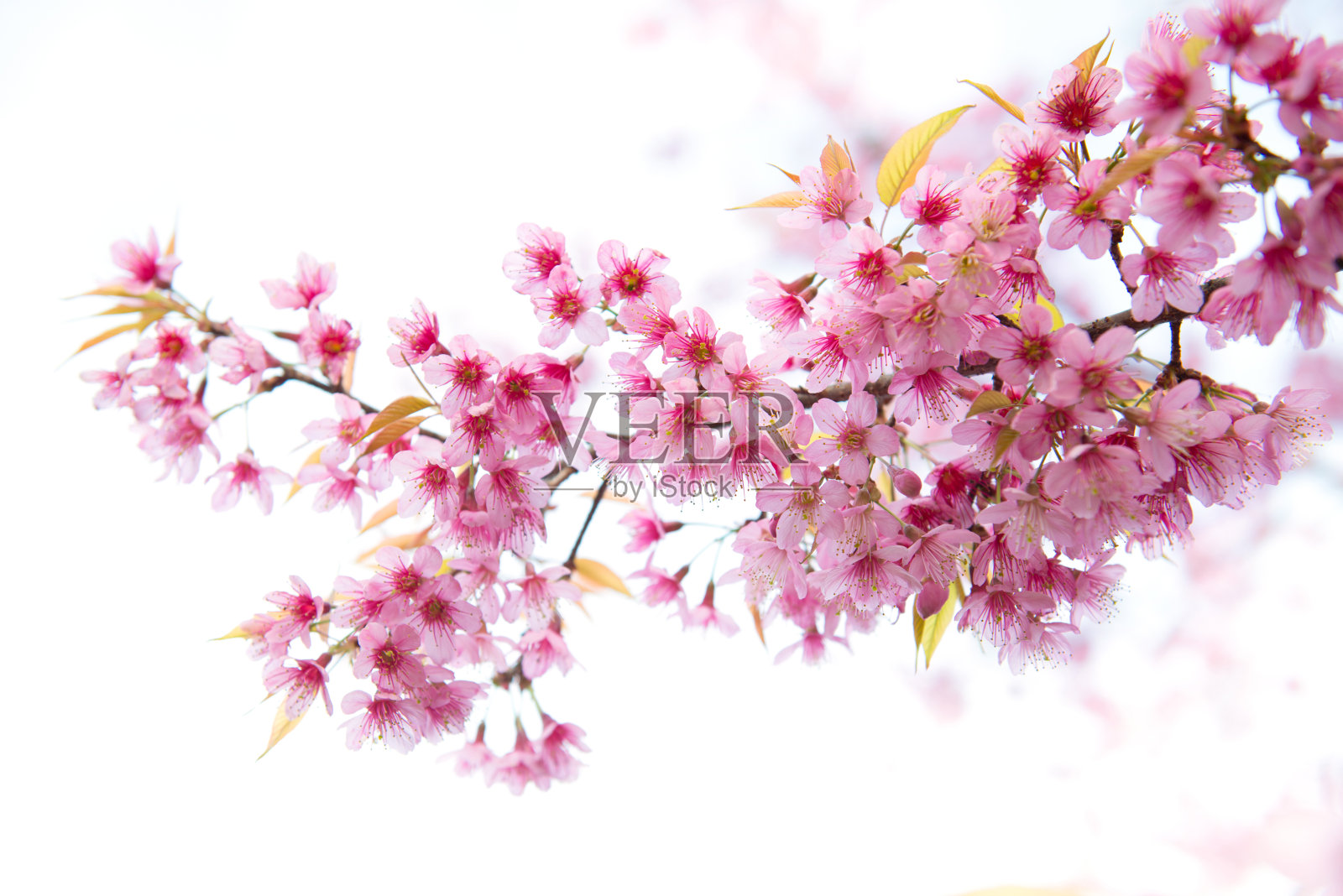 美丽的野生喜马拉雅樱花照片摄影图片