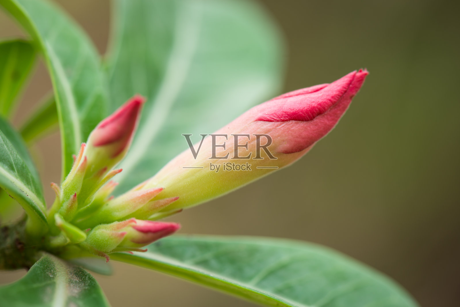 杜鹃花鲜花味蕾照片摄影图片