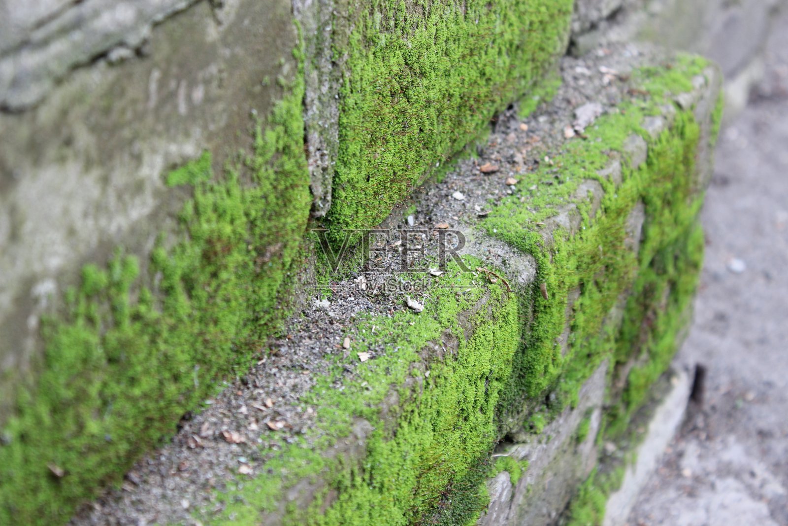 砖墙上青苔照片摄影图片
