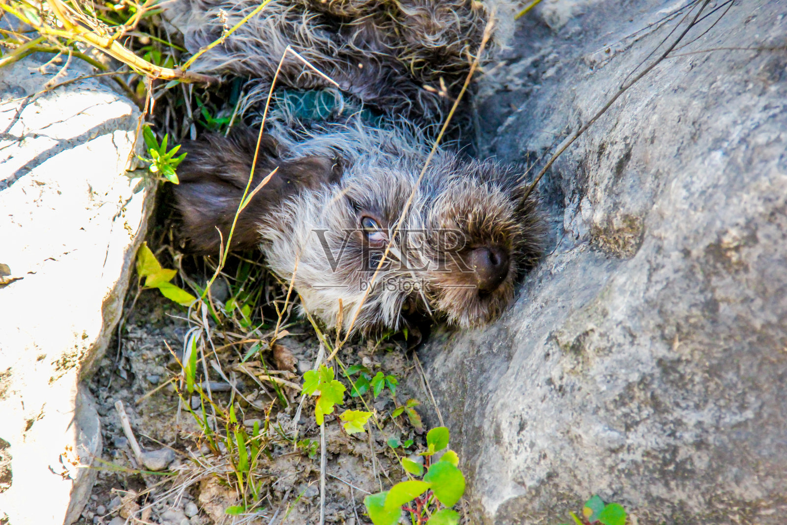 笨件照片摄影图片