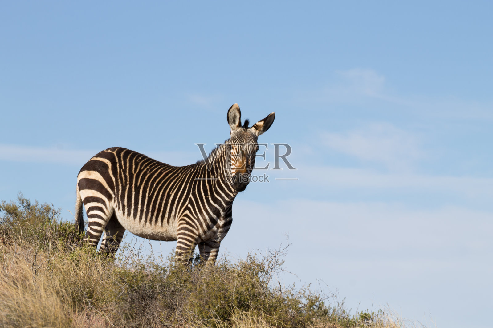 山斑马照片摄影图片