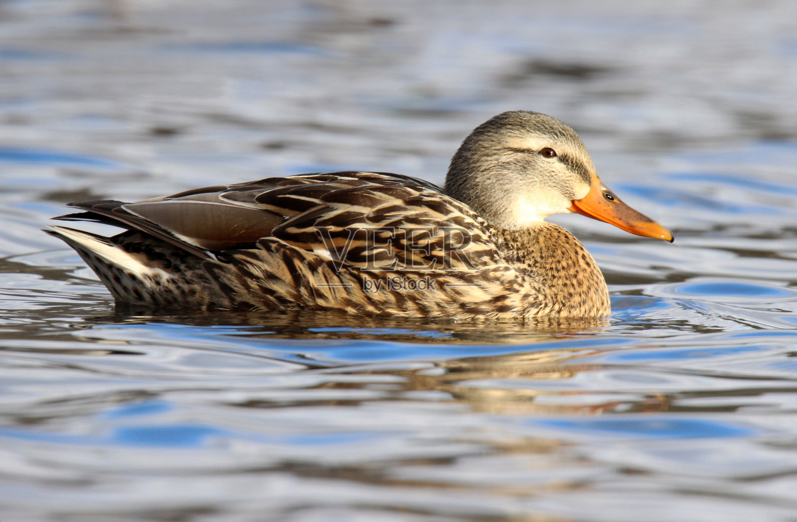夫人野鸭照片摄影图片