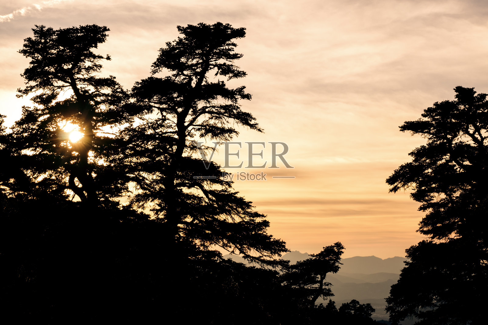 树木的剪影照片摄影图片