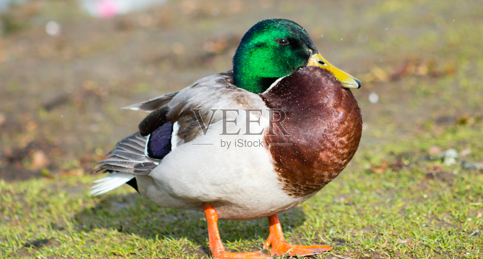 野鸭德雷克照片摄影图片