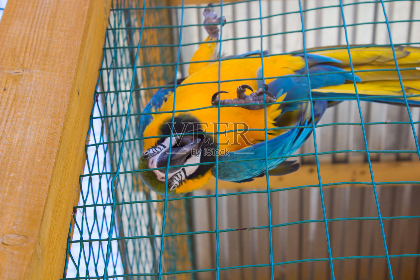 笼子里的金刚鹦鹉照片摄影图片