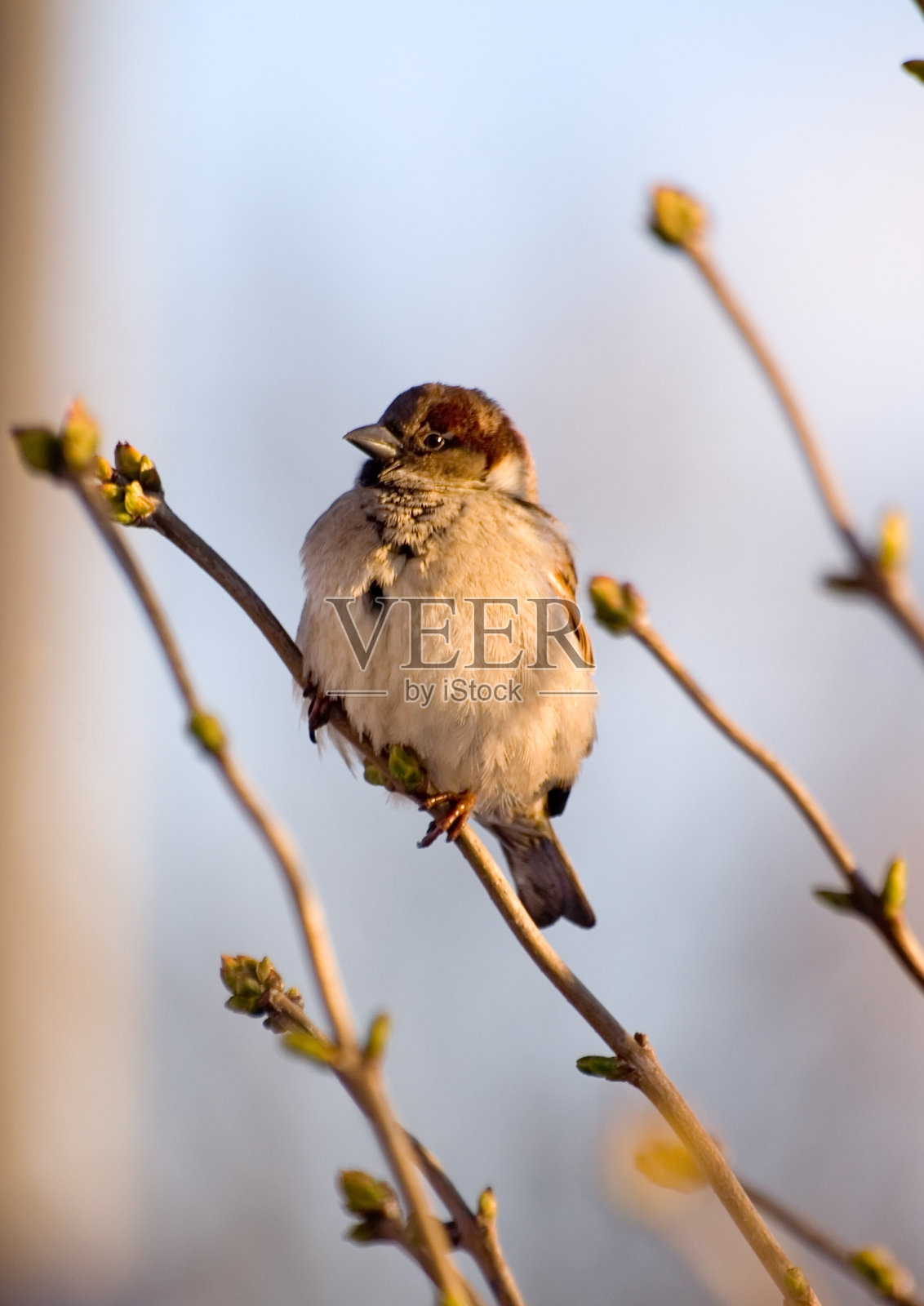 麻雀照片摄影图片