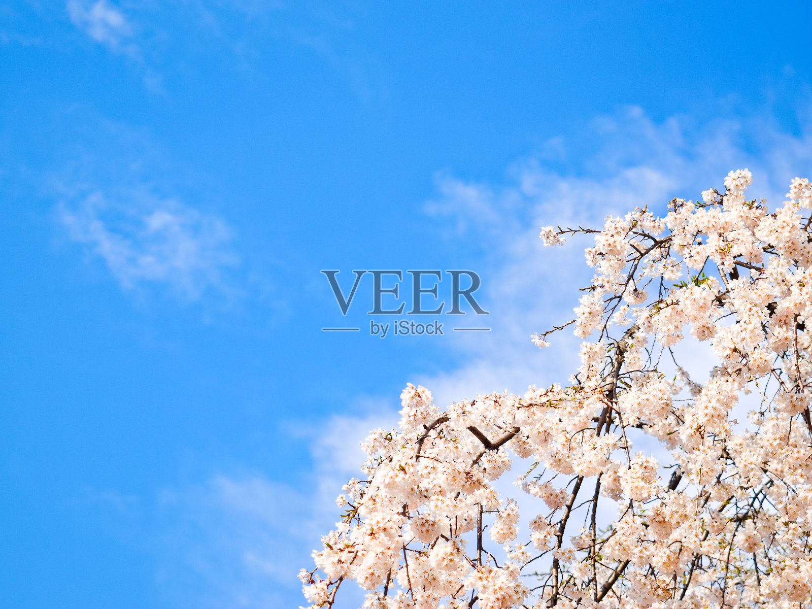 日本的樱花照片摄影图片