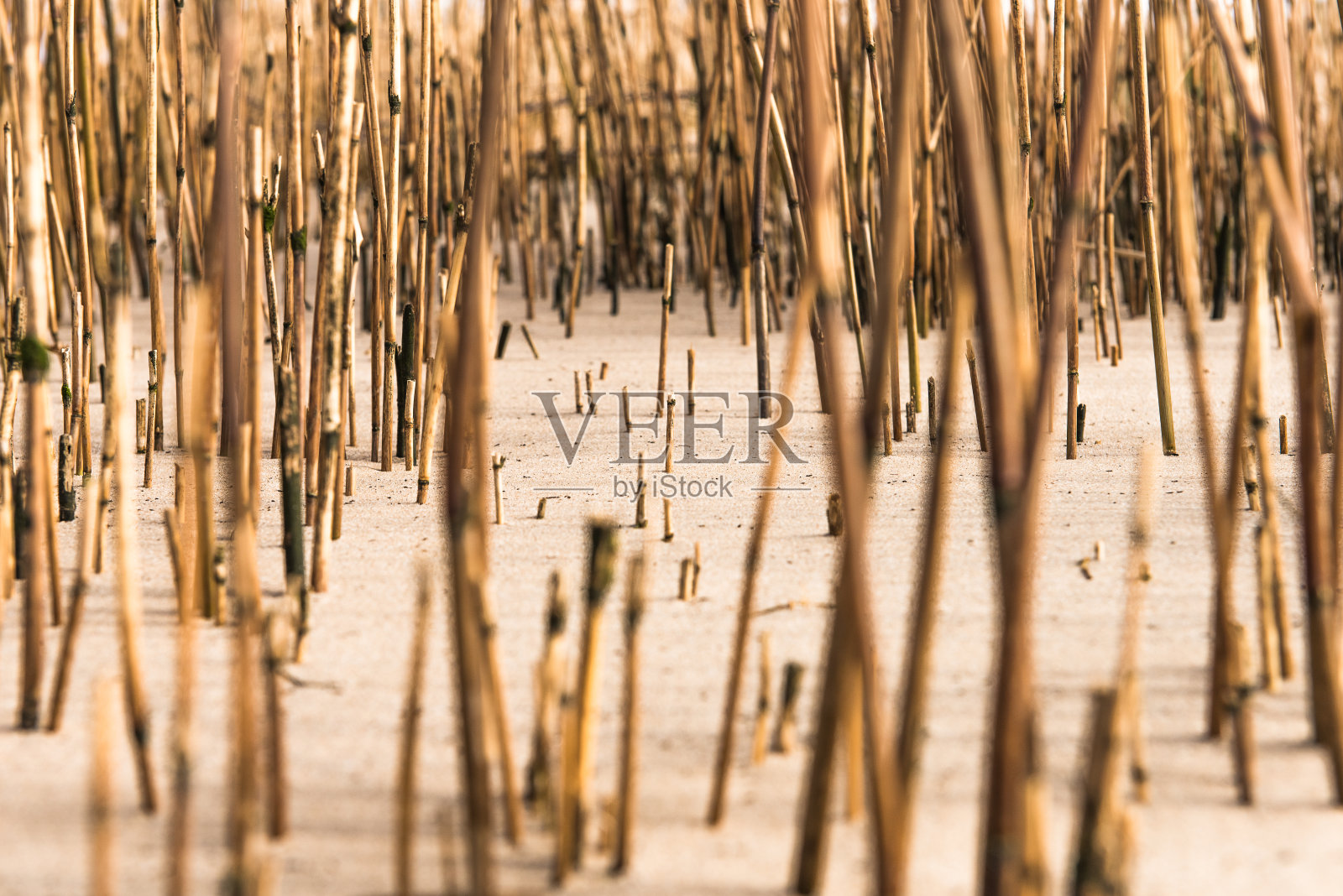 有草的沙滩照片摄影图片