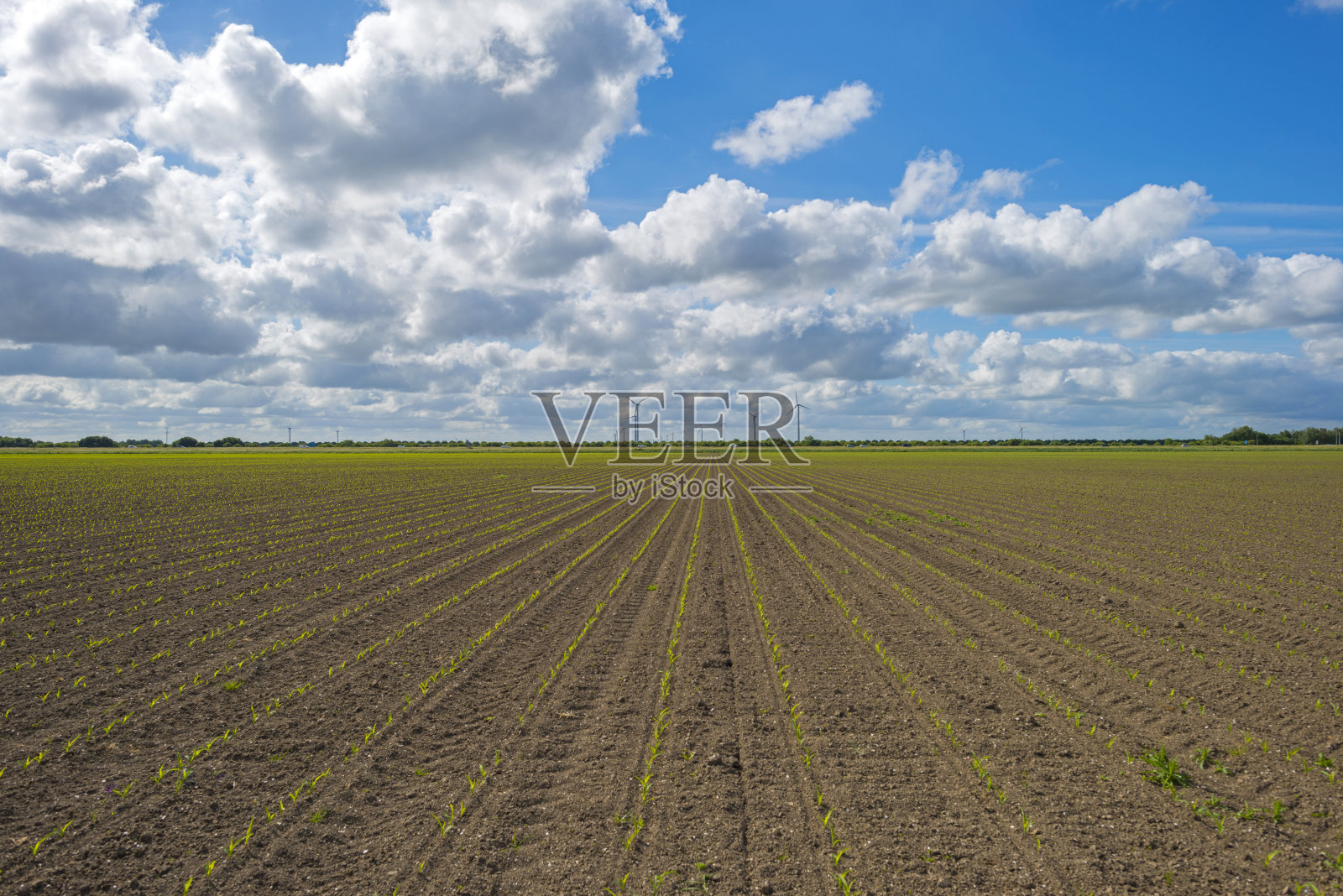 春天，蔬菜在阳光充足的地里生长照片摄影图片