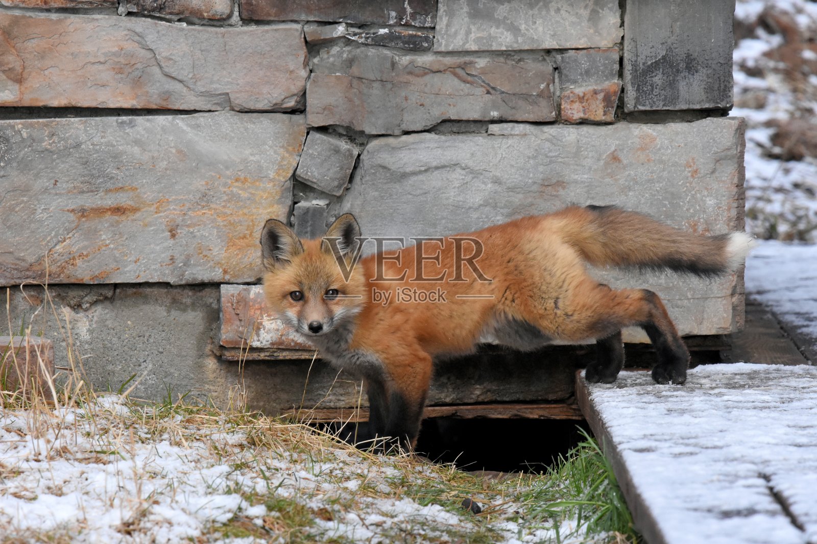 红狐狸工具包照片摄影图片