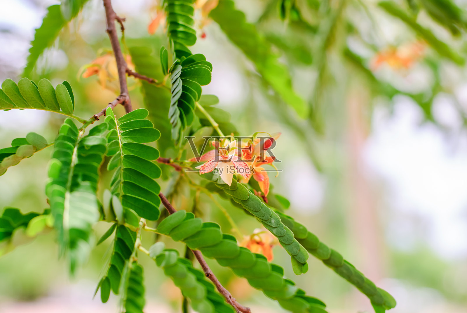 罗望子的花朵照片摄影图片